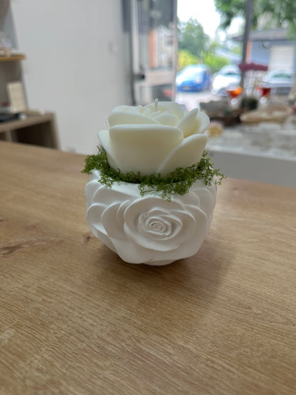 Pote Gesso c/Rosa